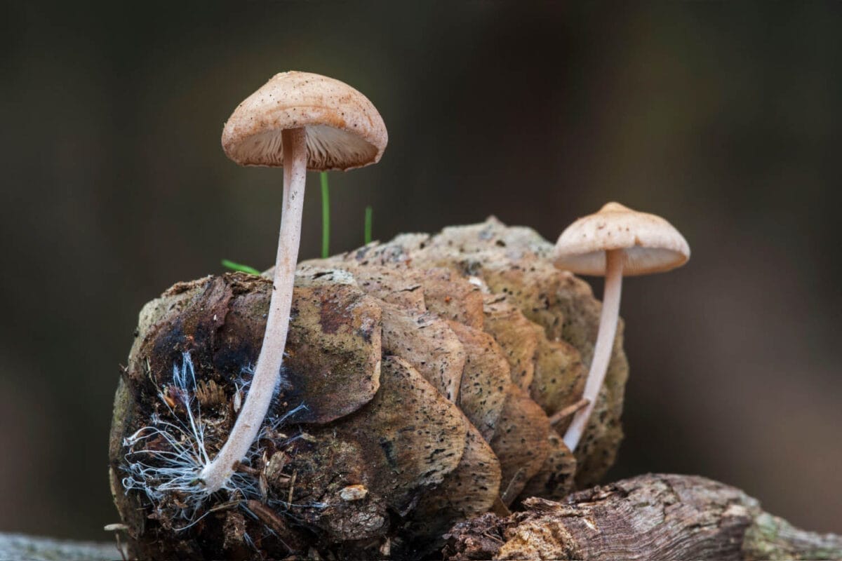 Sound of Life Magical Mushrooms How Mycelium Is Changing The Future Of Design